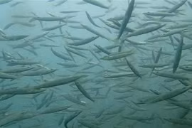 Искусственные рифы помогли морским обитателям найти место для размножения и место для жизни, избегая разрушительных рыболовных снастей, тем самым восстанавливая водные ресурсы. (Фото: ВИА)