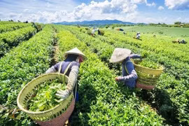 Иллюстративное изображение (Фото: vov.vn) 