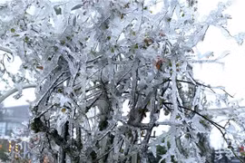 Заморозки на перевале О Куи Хо. (Фото: ВИА)