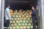Сотрудники таможни проверяют сельскохозяйственную продукцию перед экспортом на пограничном пункте Хыунги в провинции Лангшон (Фото: ВИA)