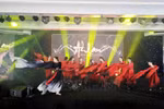 Конкурс Ahlan Competition 2025 включает 35 категорий для танцоров-любителей и профессионалов и привлекает участников из разных возрастных групп. (Фото: ВИA)