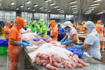 Уникальные ценности, благодаря которым пангасиус является ярким пятном в экспорте Вьетнама
