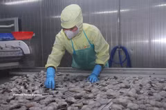 За первые восемь месяцев 2026 года экспорт креветок достиг 3,29 млрд долларов США, увеличившись на 12,3% и составив около 41% общего объёма экспорта морепродуктов (Фото: ВИА)