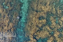 Куангнгай объединяет усилия для защиты экосистемы саргассовых водорослей