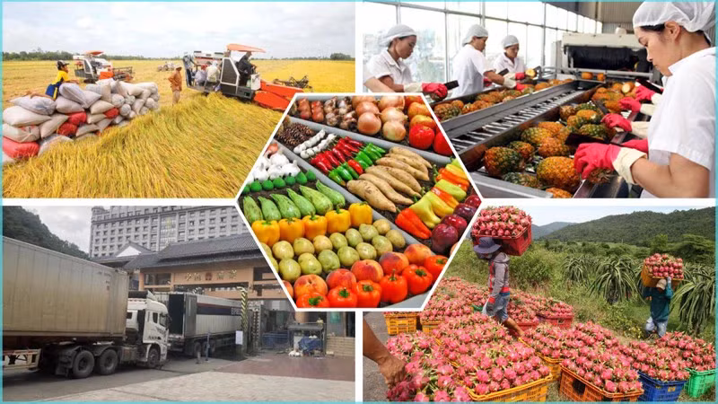 Вьетнам диверсифицирует рынки сбыта сельскохозяйственной продукции на фоне изменений в мировой торговле. (Фото: ВИA)