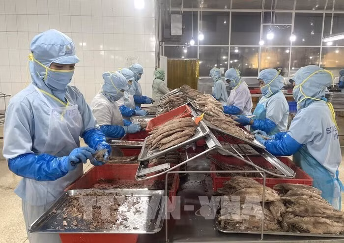 Рабочие производят консервы из тунца на фабрике Seaspimex в Хошимине. (Фото: ВИA)