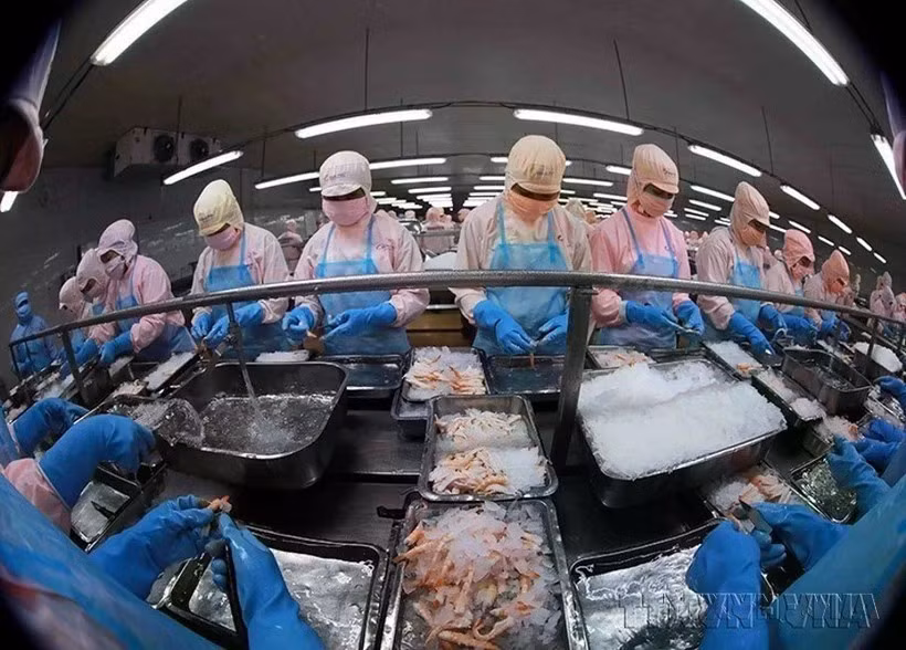 Вьетнам занял пятое место на рынке морепродуктов Сингапура (Фото: ВИA)