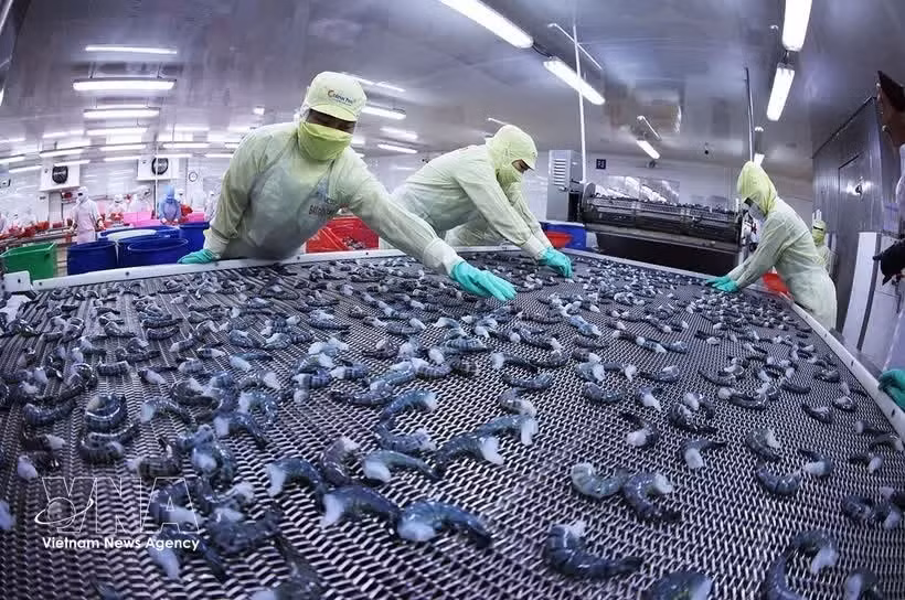 Креветочная продукция замораживается по технологии IQF на заводе Minh Phu Seafood Group в квартале Ли Ван Лам провинции Камау. Фото: ВИА