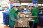 Работники компании Mekong Fruit Co. Ltd в общине Хыудинь уезда Чаутхань, провинция Бенче, упаковывают свежие кокосы для экспорта в Китай. (Фото: ВИA)