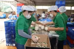 Упаковка свежих кокосов для экспорта в компании Mekong Fruit Co., Ltd., расположенной в общине Хыудинь, уезд Чаутхань, провинция Бенче. (Фото: ВИA)