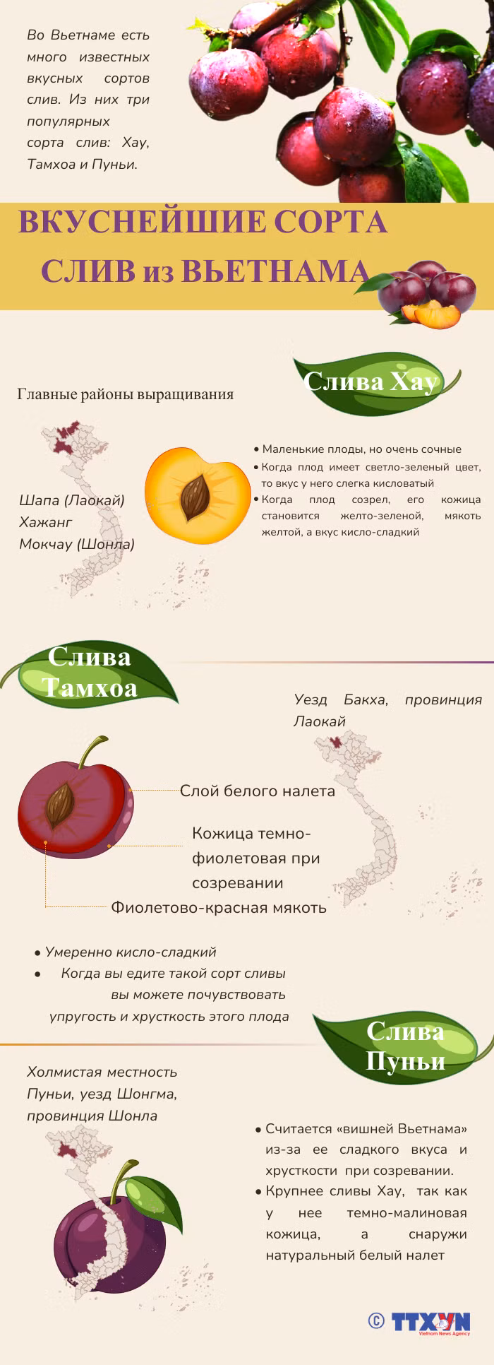 Вкуснейшие сорта слив из Вьетнама ảnh 1