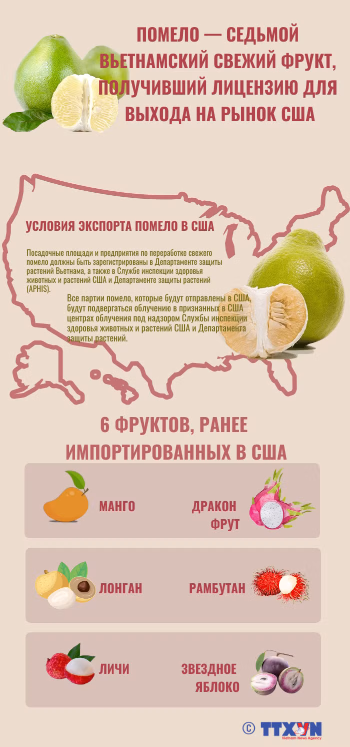 Свежий вьетнамский помело официально экспортируется в США ảnh 1