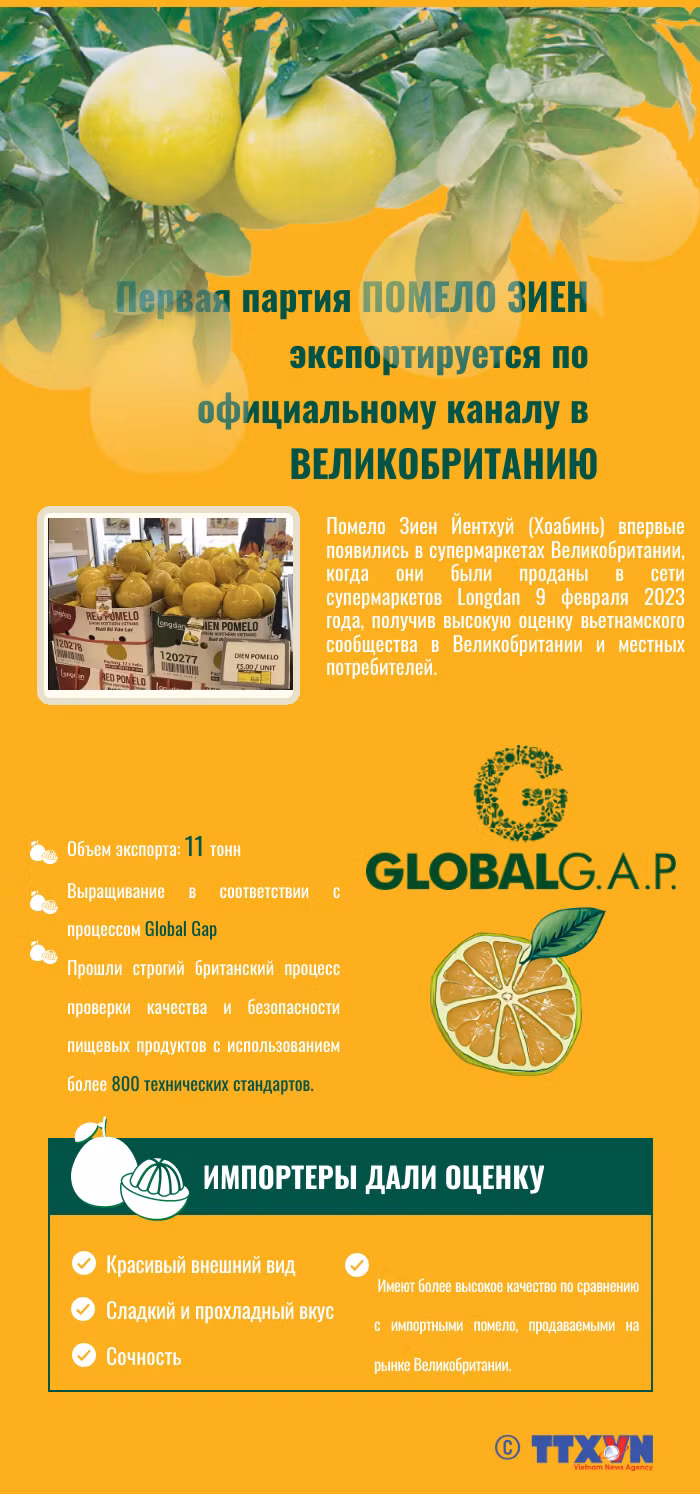 Первая партия помело Зиен экспортируется по официальному каналу в Великобританию ảnh 1 Первая партия помело Зиен экспортируется по официальному каналу в Великобританию ảnh 1