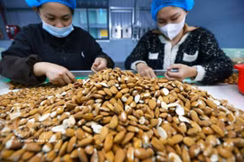 Сортировка и переработка миндаля на экспорт на заводе компании Gold Tree Food Vietnam (100% китайский капитал), расположенном в промышленном парке Тыха города Хюэ. (Фото: ВИА).