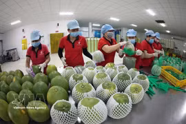 Упаковка экспортной продукции зелёного помело на заводе компании Vina T&T Group в провинции Виньлонг. (Фото: ВИА)