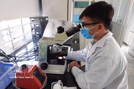 Результаты научных исследований способствуют повышению эффективности сельскохозяйственного производства на 20–30%. Фото: Bnews.vnanet.vn.