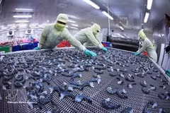 Креветочная продукция замораживается по технологии IQF на заводе Minh Phu Seafood Group в квартале Ли Ван Лам провинции Камау. Фото: ВИА