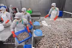 Рабочие перерабатывают моллюсков на экспорт на заводе Акционерной компании по импорту и экспорту морепродуктов Тханьхоа в провинции Тханьхоа. (Фото: ВИА) 