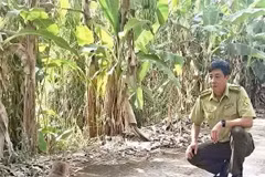 Редкую длиннохвостую макаку (Macaca fascicularis) выпускают в дикую природу в Национальном парке Уминьха после того, как местный житель добровольно передал ее властям. (Фото опубликовано ВИА) 