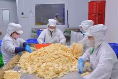 Работники обрабатывают корни лотоса на экспорт на предприятии. (Фото: ВИА)
