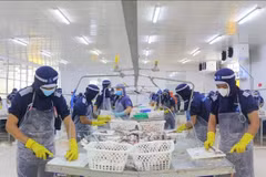 Рабочие на предприятии Cuu Long Fish JSC в провинции Анжанг (Фото: ВИA)