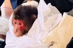 Короткохвостый макак (*Macaca arctoides*) передан сотрудникам лесной охраны района Камло — Донгха провинции Куангчи 27 января 2026 года. (Фото: ВИА) 