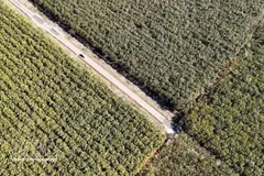 Плантация каучука компании Dau Tieng Rubber One-Member Co., Ltd. в общине Тханьан города Хошимин вступает в сезон сбора урожая. (Фото: ВИА) 