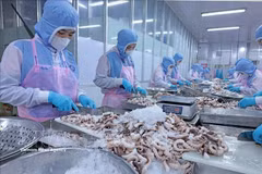 Переработка осьминога для экспорта на японский рынок в компании Huy Nam, провинция Анзянг. (Фото: ВИА)