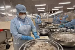 На предприятии компании Tu Hai в квартале Фыоктханг перерабатывают рыбу-силлаго для экспорта на японский рынок. Фото: ВИА.