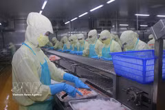 Линия предварительной переработки экспортной рыбной продукции на предприятии в провинции Камау. Фото: ВИА.