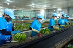 Бананы, выращенные корпорацией Hoаng Anh Gia Lai, проходят сортировку и первичную обработку перед упаковкой для экспорта. (Фото: ВИА).