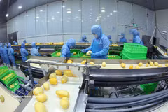 Современная производственная линия по переработке замороженной продукции из манго на экспорт компании ANTESCO в общине Чауфу провинции Анзянг. (Фото: ВИА).