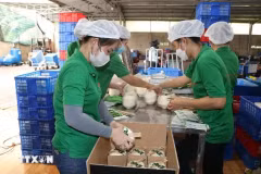 Работники компании Mekong Fruit Co. Ltd в общине Хыудинь уезда Чаутхань, провинция Бенче, упаковывают свежие кокосы для экспорта в Китай. (Фото: ВИA)