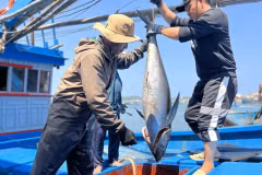 Рыбаки провинции Куангнгай наслаждаются “морской удачей” после Лунного Нового года 2024. (Фото: ВИА) 