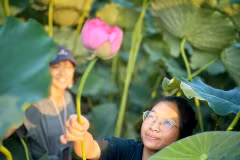 Туристы с удовольствием собирают лотос на рисунке (Фото: VietnamPlus)
