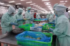 Рабочие перерабатывают сельскохозяйственную продукцию для экспорта. (Фото: ВИA)
