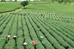 Реструктуризация сельского хозяйства будет осуществляться за счет оптимизации потенциала и преимуществ. (Фото: ВИА) 