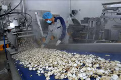 Линия по производству замороженного мяса моллюсков на заводе Lenger Vietnam Seafood Company. (Фото: ВИА)