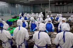 Переработка креветок на экспорт в компании COFIDEC, уезд Биньтьань, город Хошимин. (Фото: ВИА)
