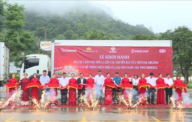 Делегаты провели церемонию отправки «Сливы Хау» из Шонла на рейсы Vietnam Airlines и в розничные сети. (Фото: ВИА)
