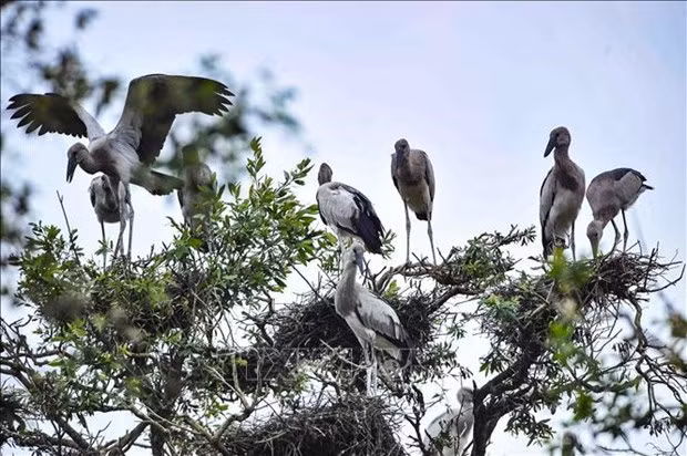 WWF: Вьетнам - одна из ведущих стран по сохранению биоразнообразия ảnh 1