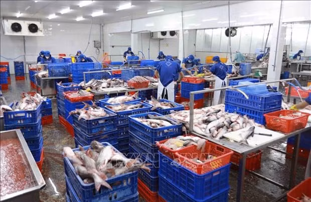 Экспорт рыбной продукции полностью восстанавливается после COVID-19 ảnh 2 Экспорт рыбной продукции полностью восстанавливается после COVID-19 ảnh 2