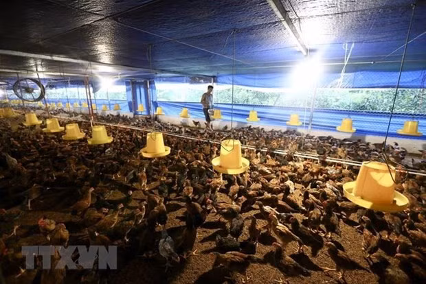 Виньфук способствует глубокому развитию новой деревни ảnh 1