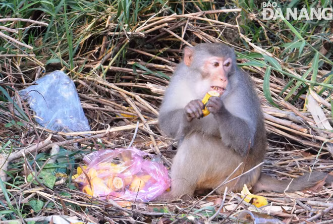 Вернуть обезьян обратно в лес по предупреждению COVID-19 ảnh 1