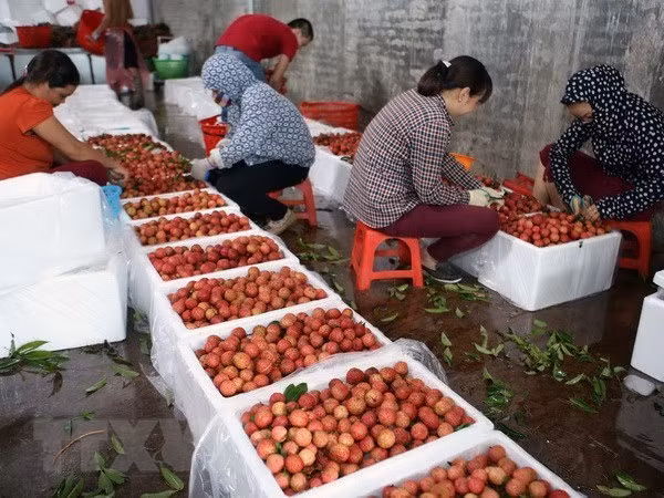 Бакжанг: больше личи будет выращиваться для экспорта в Японию ảnh 1
