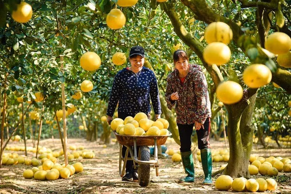 Ханой стремится к расширению моделей агроэкотуризма ảnh 1
