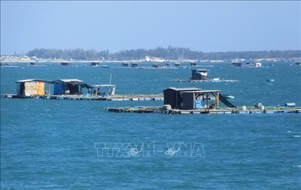 Кханьхоа стремится к устойчивому развитию промышленного морского хозяйства ảnh 1