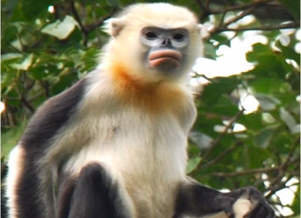 Лесники Хажанга работают над сохранением тонкинских ринопитеков ảnh 1