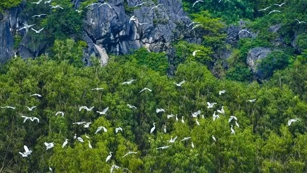 Вьетнам развивает сотрудничество в области охраны природы с WWF ảnh 1