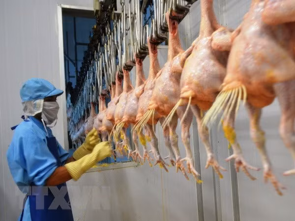 Вьетнам будет экспортировать переработанную продукцию из курицы в Россию ảnh 1 Вьетнам будет экспортировать переработанную продукцию из курицы в Россию ảnh 1